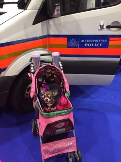 Queenie Woof Woof at Discover Dogs Nec London October 2017